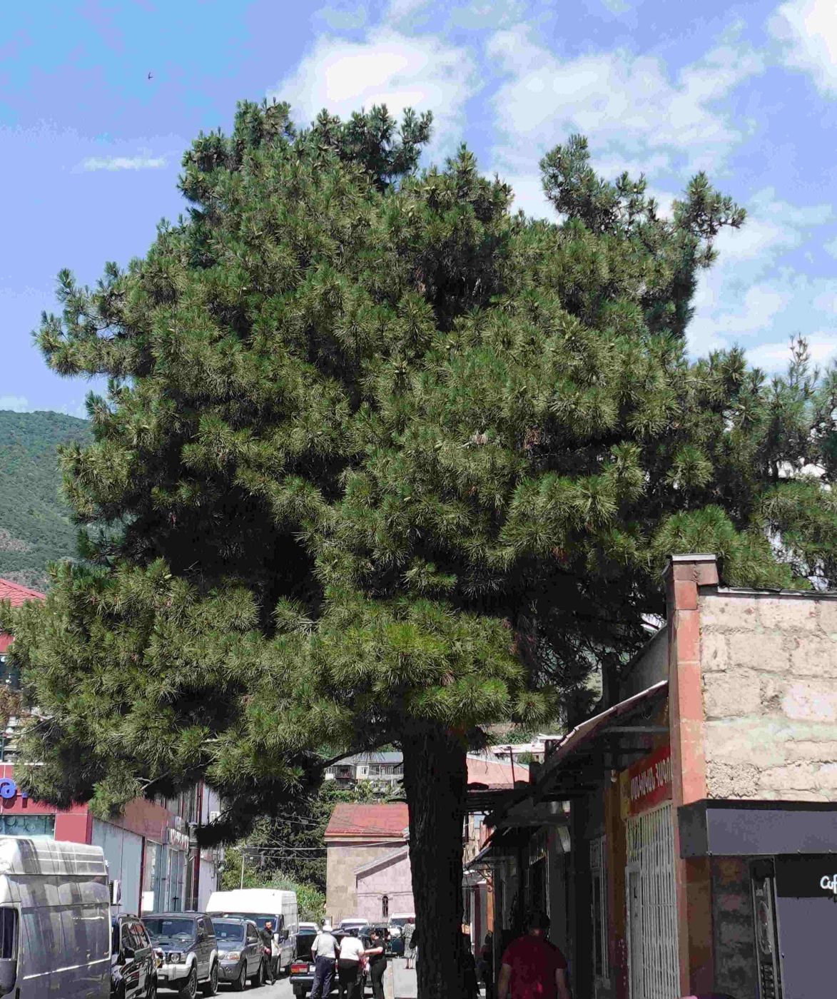 Image of Pinus eldarica specimen.