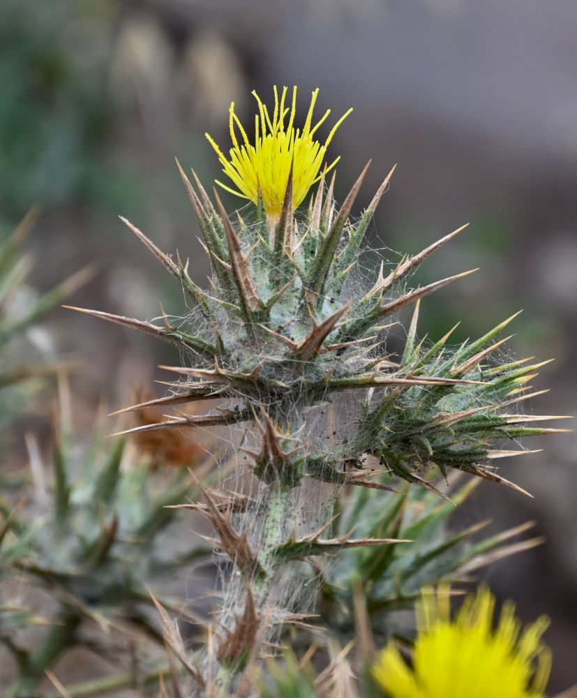 Image of Carthamus lanatus specimen.