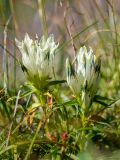 Gentiana algida. Цветущие растения. Хабаровский край, р-н имени Лазо, массив горы Ко, вблизи седловины между горами Столовая и Ко, выс. ≈ 1790 м н.у.м., горная тундра. 02.08.2026.