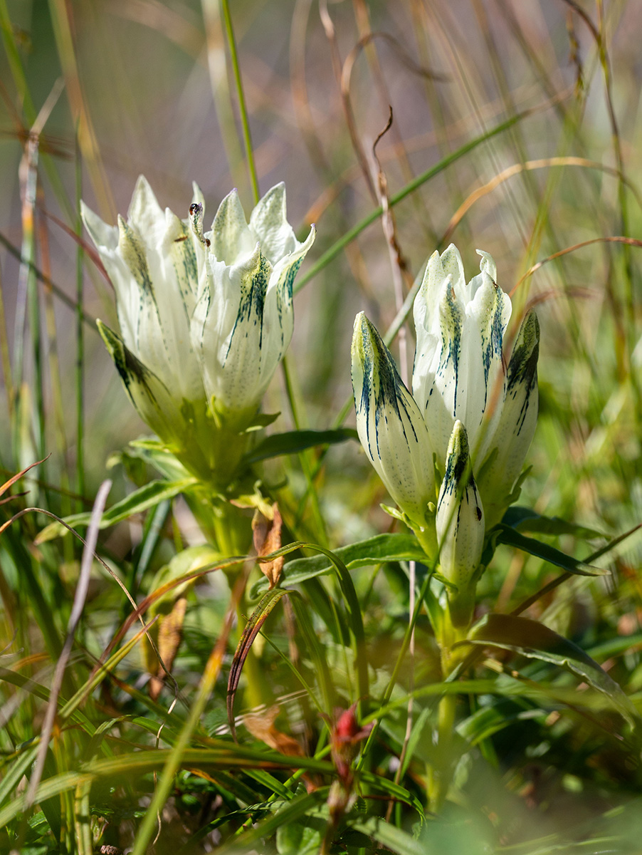 Image of Gentiana algida specimen.