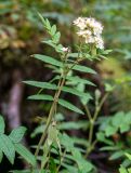 Sorbaria rhoifolia