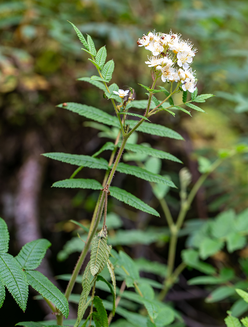 Изображение особи Sorbaria rhoifolia.