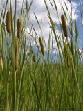 Typha tichomirovii