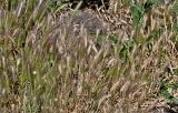 Hordeum leporinum. Цветущие растения. Португалия, округ Сетубал, г. Серкал, у дороги. 07.06.2026.