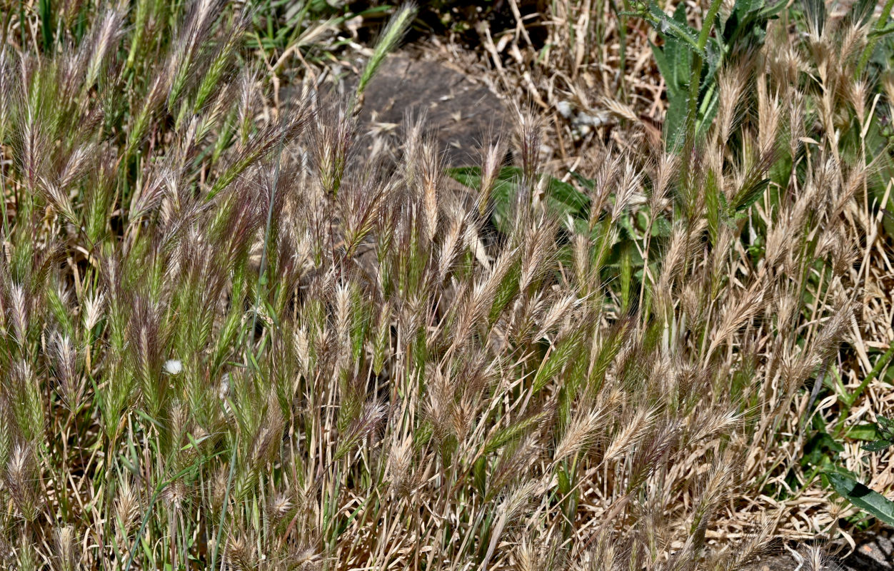 Изображение особи Hordeum leporinum.