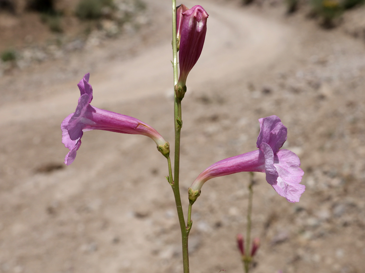 Изображение особи Incarvillea olgae.