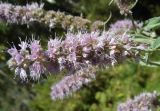 Mentha asiatica