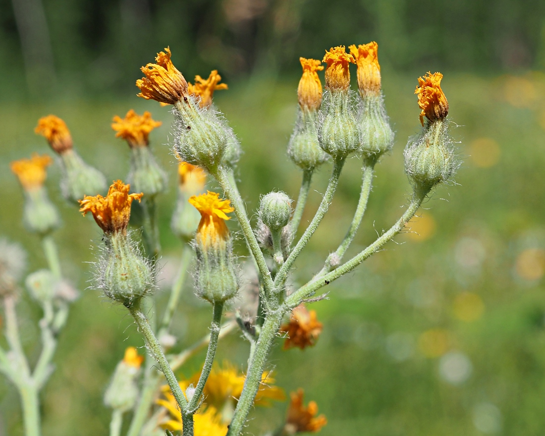 Изображение особи Pilosella echioides.