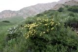 Rosa platyacantha. Цветущее растение в сообществе с Rosa beggeriana. Кыргызстан, Нарынская обл., Ак-Талинский р-н, 16 км к юго-западу от с. Кош-Дёбё. ~ 2600 м н.у.м., разнотравный луг на каменисто-глинистом склоне. 07.07.2026.