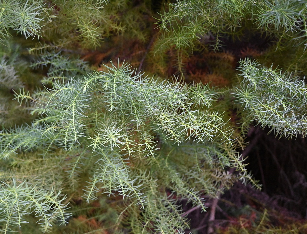 Изображение особи Cryptomeria japonica.