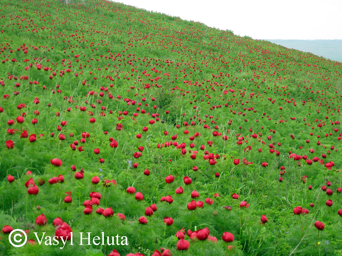 Изображение особи Paeonia tenuifolia.