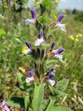 Salvia viridis