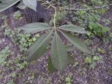 Aesculus glabra. Лист. Владивосток, ботанический сад-институт ДВО РАН. 28 мая 2011 г.