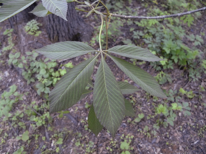 Изображение особи Aesculus glabra.