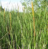 Typha angustifolia