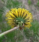 род Taraxacum