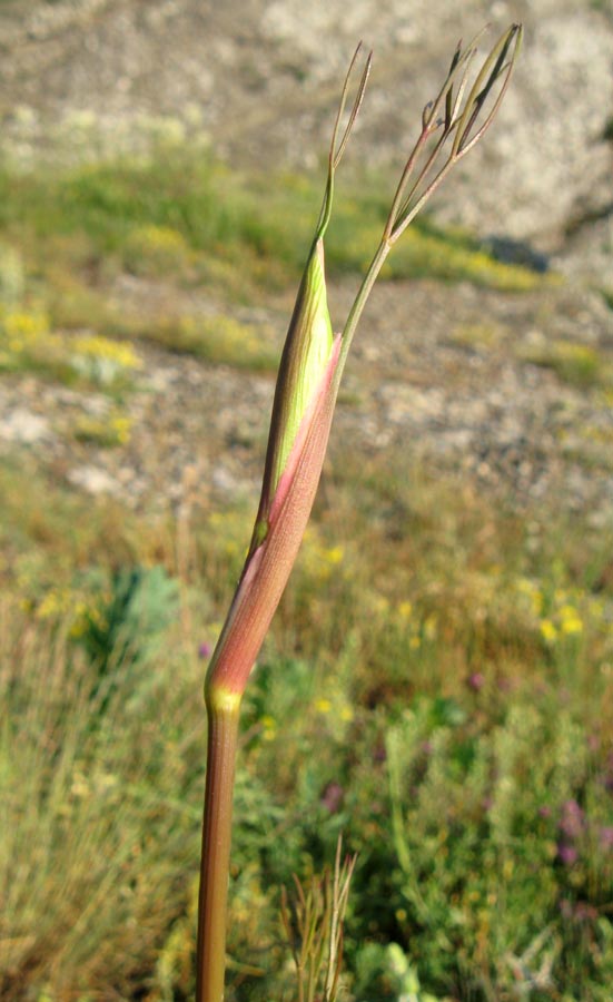 Изображение особи Peucedanum tauricum.