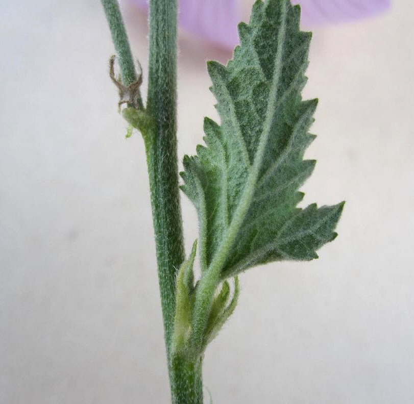 Image of Malva thuringiaca specimen.