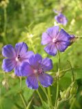 Geranium pratense