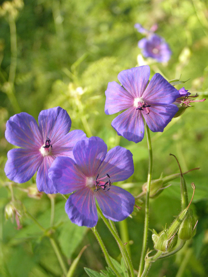 Image of Geranium pratense specimen.