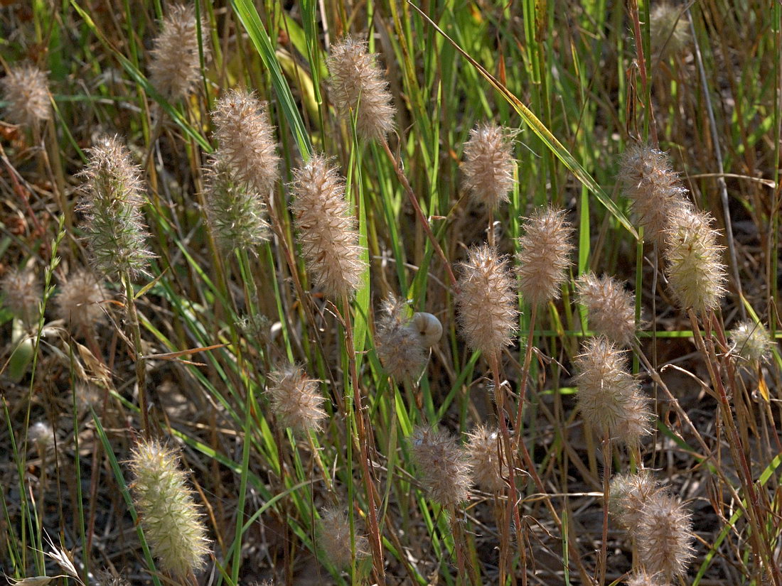 Изображение особи Trifolium angustifolium.