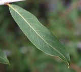 Chosenia arbutifolia. Лист. Приморский край, Лазовский р-н, Лазовский заповедник, кордон Карпадь, долина р. Прямушки. 19.08.2009.