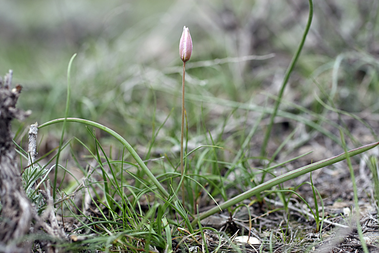 Изображение особи Tulipa sogdiana.