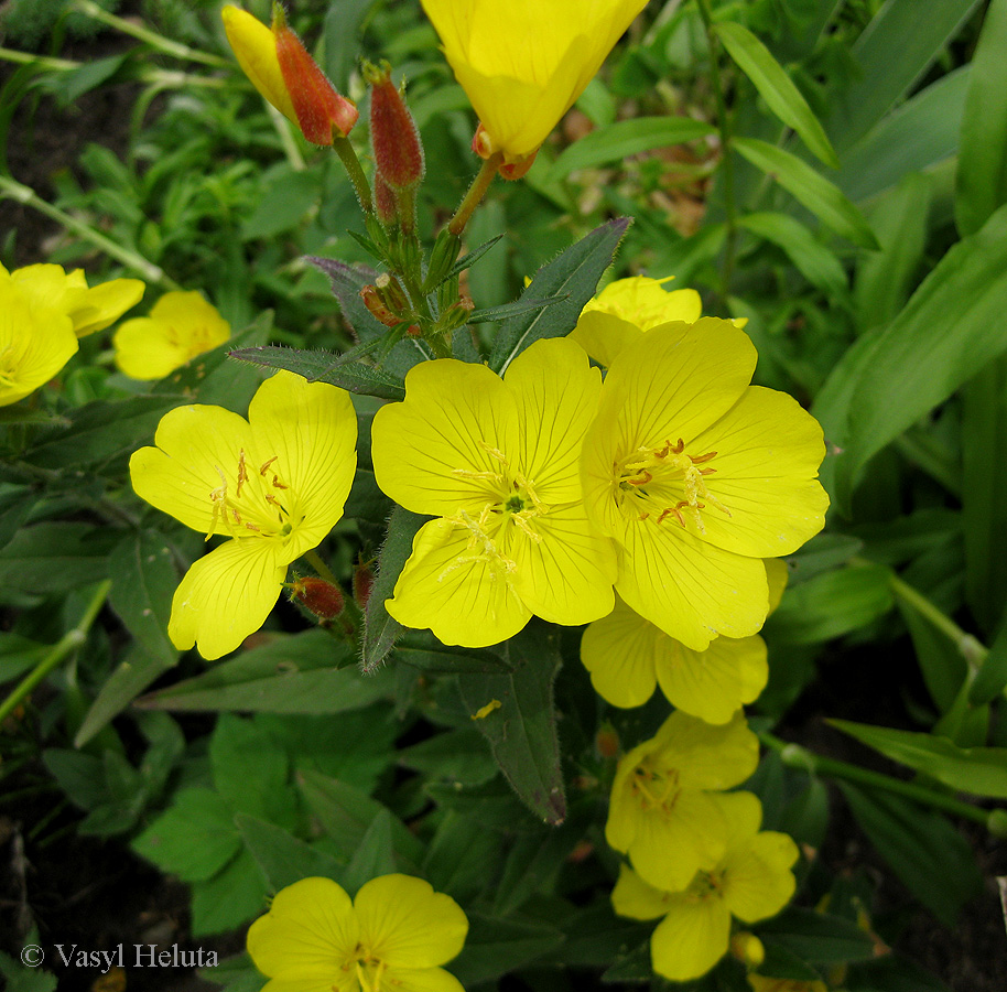 Изображение особи Oenothera tetragona.