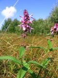 Stachys palustris