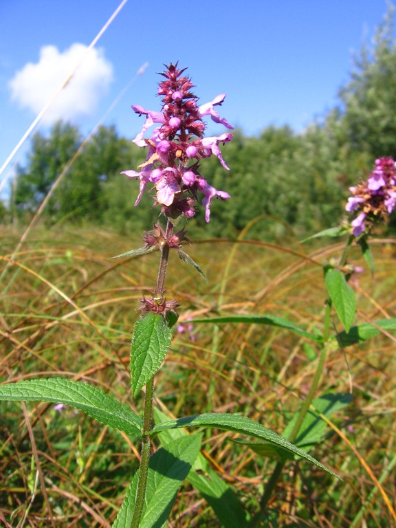 Изображение особи Stachys palustris.