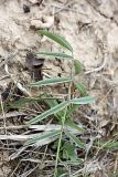 genus Astragalus