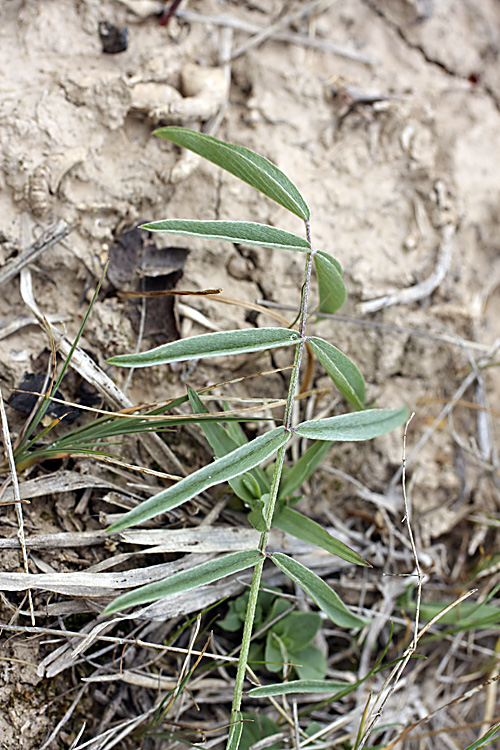 Изображение особи род Astragalus.