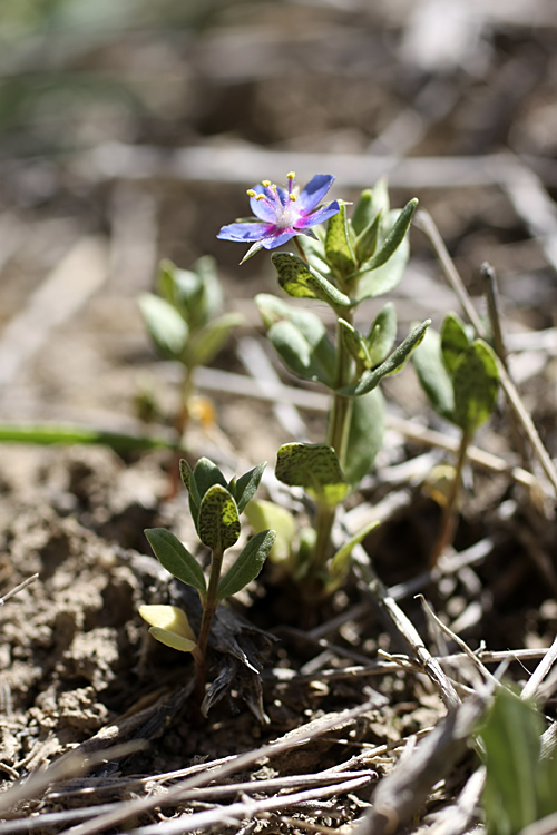 Изображение особи Anagallis foemina.