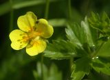 Potentilla erecta. Цветок. Московская обл., Раменский р-н, Хрипань, дачный участок. 13.06.2004.