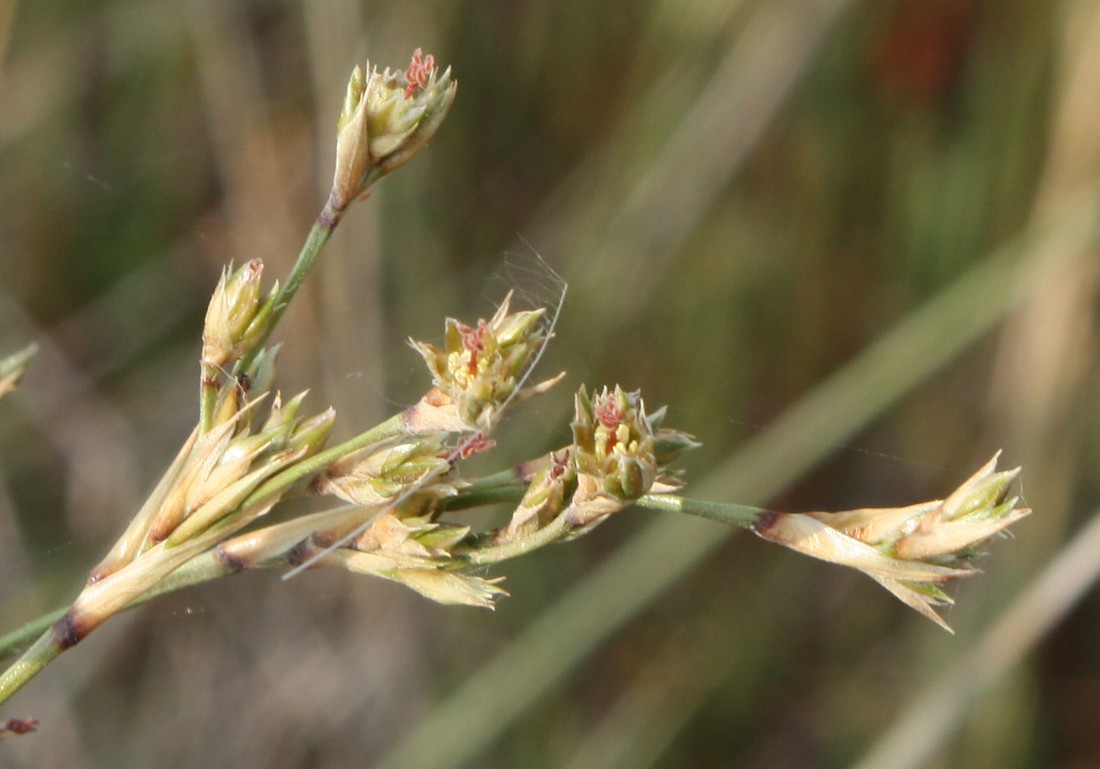 Изображение особи Juncus maritimus.