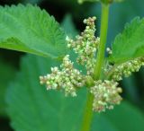 Urtica platyphylla