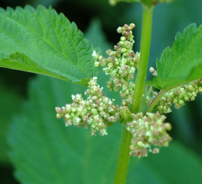 Image of Urtica platyphylla specimen.