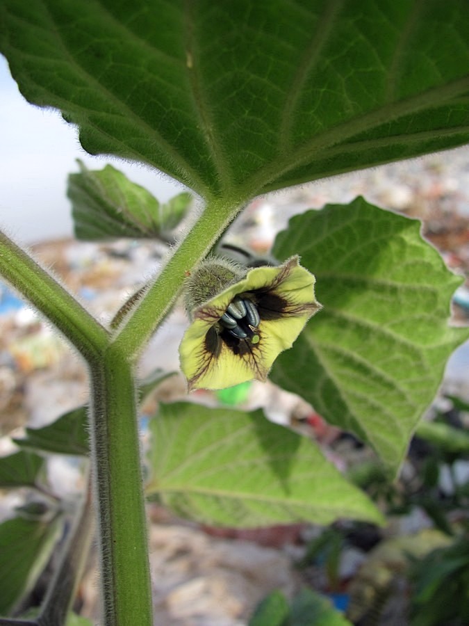 Изображение особи Physalis peruviana.