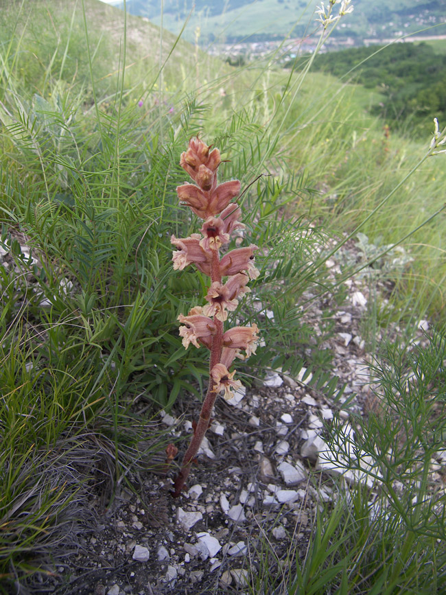 Image of Orobanche alba specimen.