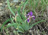 Iris glaucescens. Цветущее растение. Казахстан, Карагандинская обл., мелкосопочник. 14.05.2011.