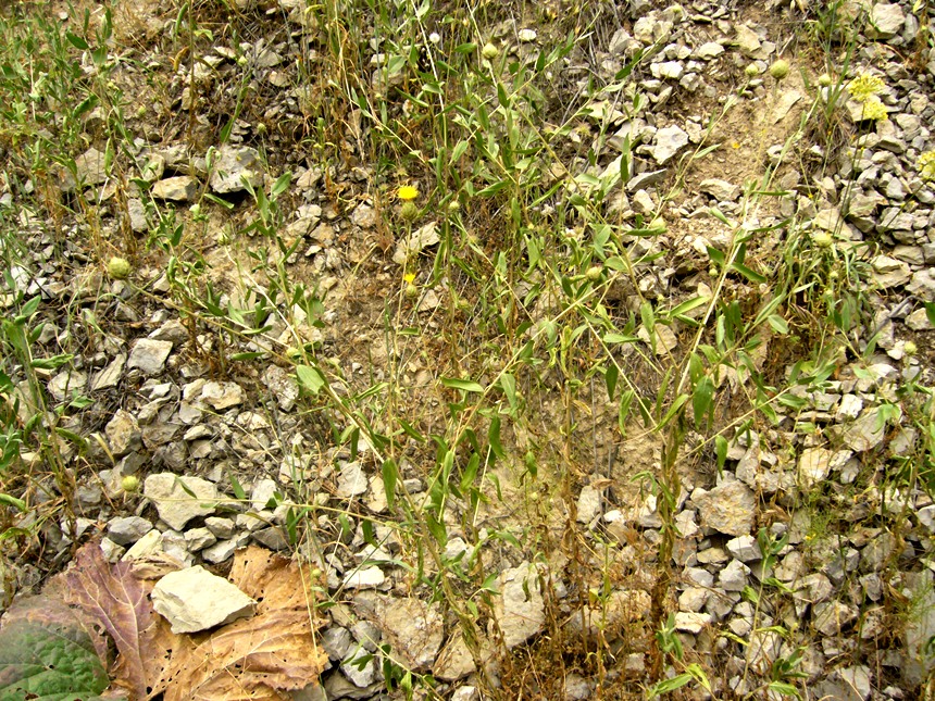 Image of Stizolophus balsamita specimen.