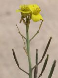 Diplotaxis tenuifolia. Верхушка соцветия с цветками и плодами. Крым, Арабатская стрелка, степь на ракушковом песке. 18.07.2011.