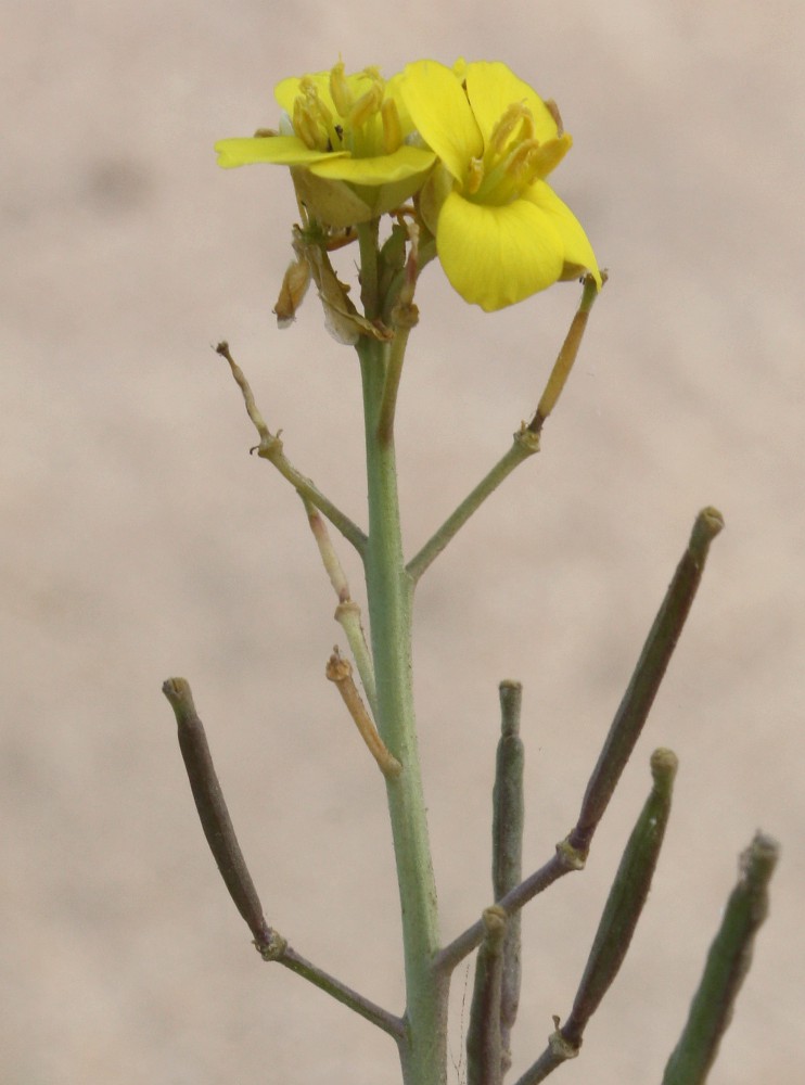 Image of Diplotaxis tenuifolia specimen.