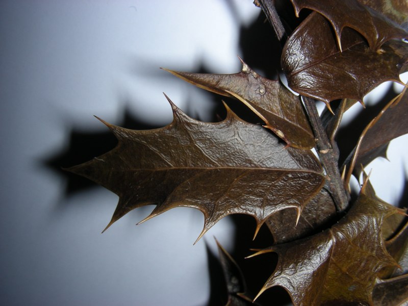 Image of Ilex colchica specimen.