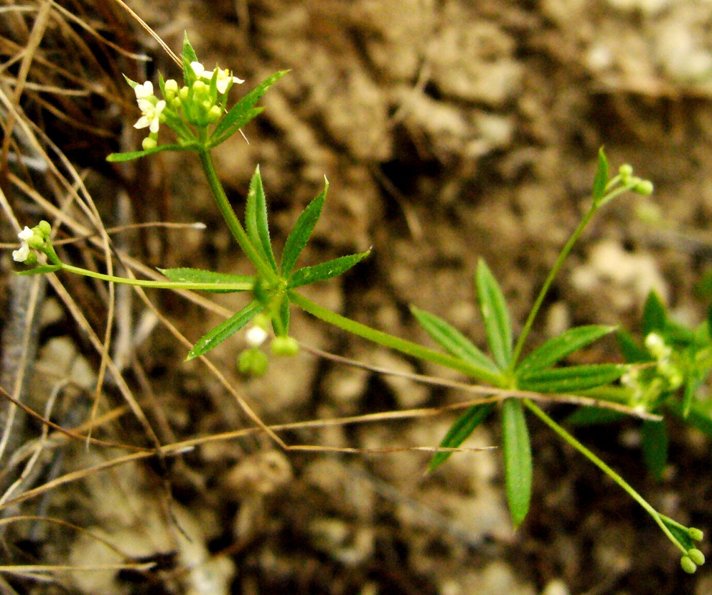 Image of Galium tricornutum specimen.