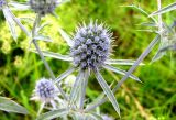 Eryngium planum. Соцветие. Нижегородская обл., Кстовский р-н, берег р. Кудьма. 14.07.2011.