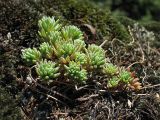 Sedum antiquum