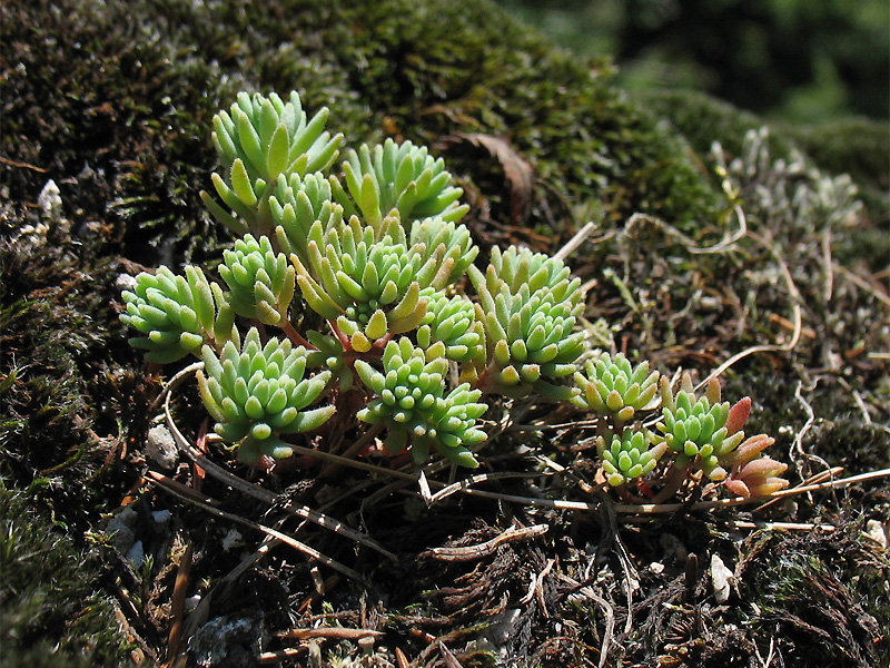 Изображение особи Sedum antiquum.