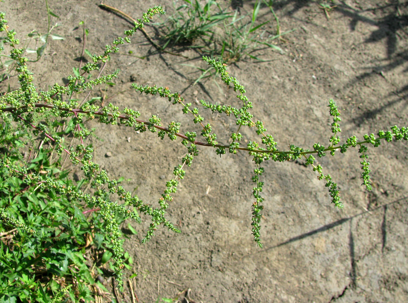 Image of Suaeda altissima specimen.