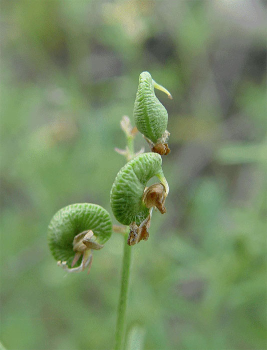 Image of Medicago cancellata specimen.